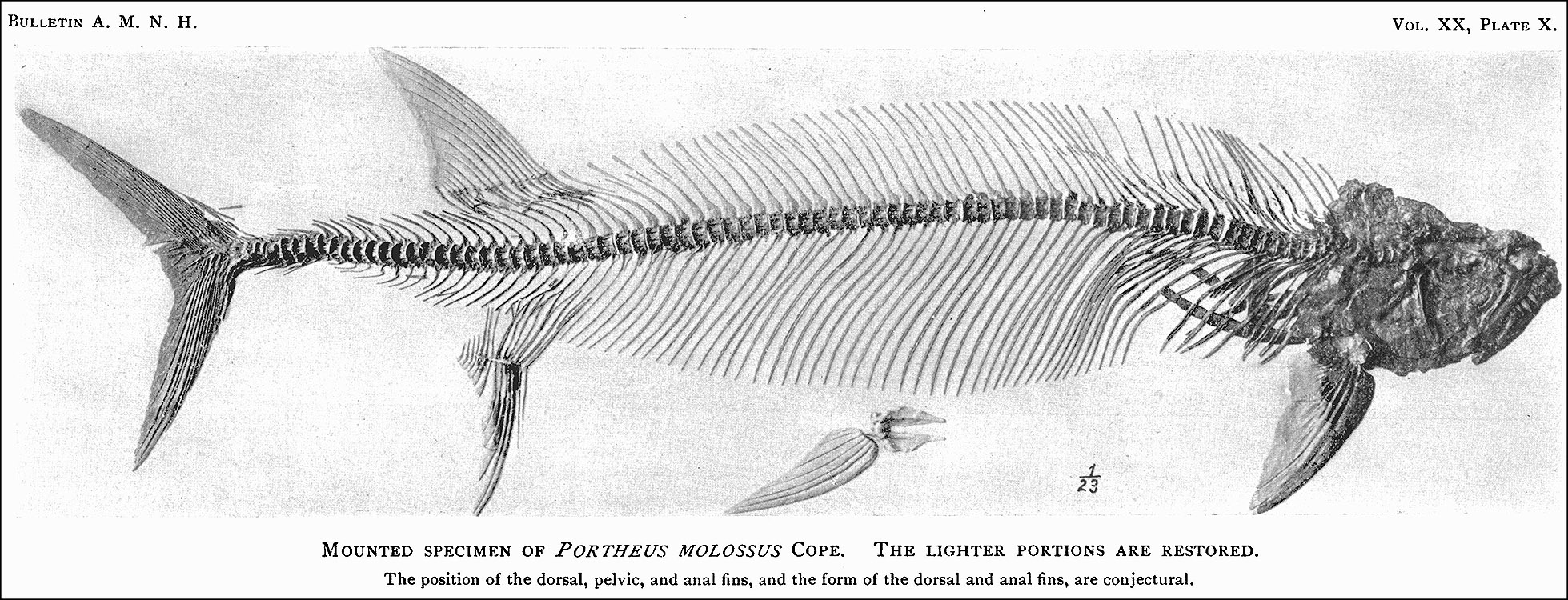 Xiphactinus audax collected in 1901 by Charles and George Sternberg. Image from the Oceans of Kansas Paleontology web page, copyright and used with permision of Mike Everhart.