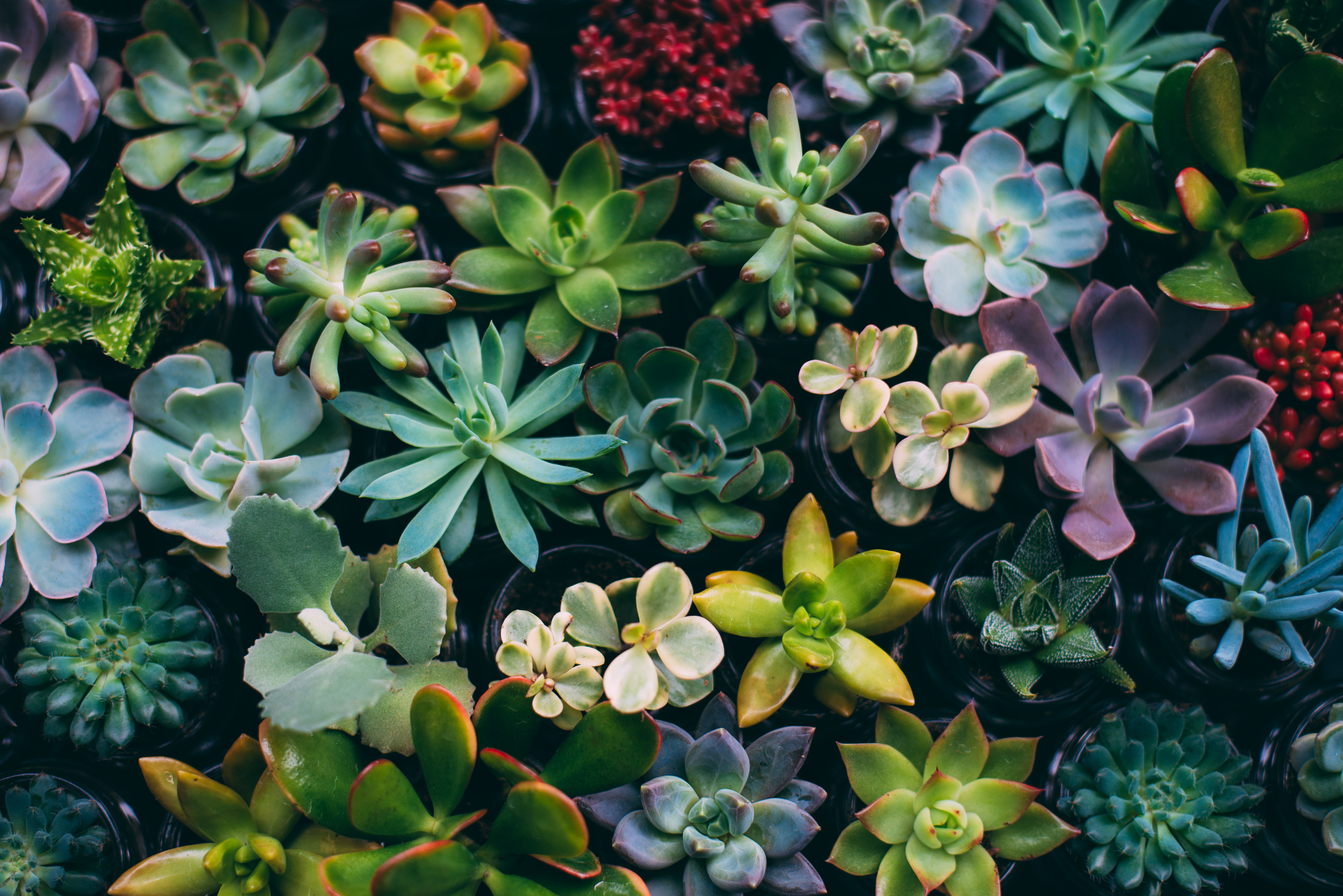 Small garden flowers close-up.