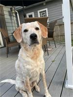 yellow lab dog sitting