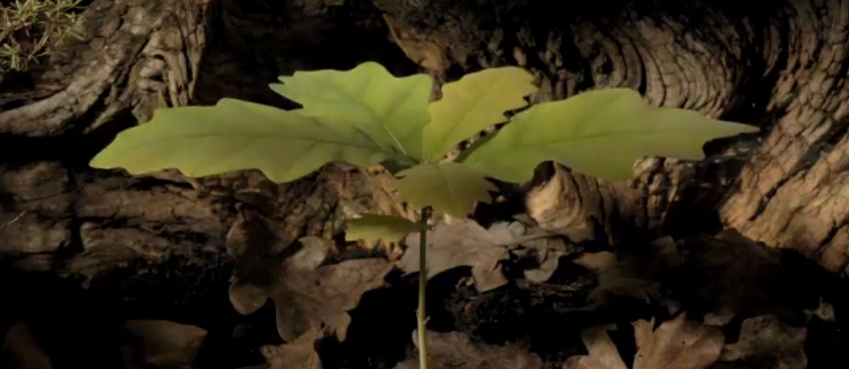 Acorn.png