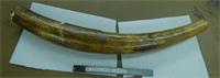 ~3' long tusk with crack around the circumference at one end, very unstable. 