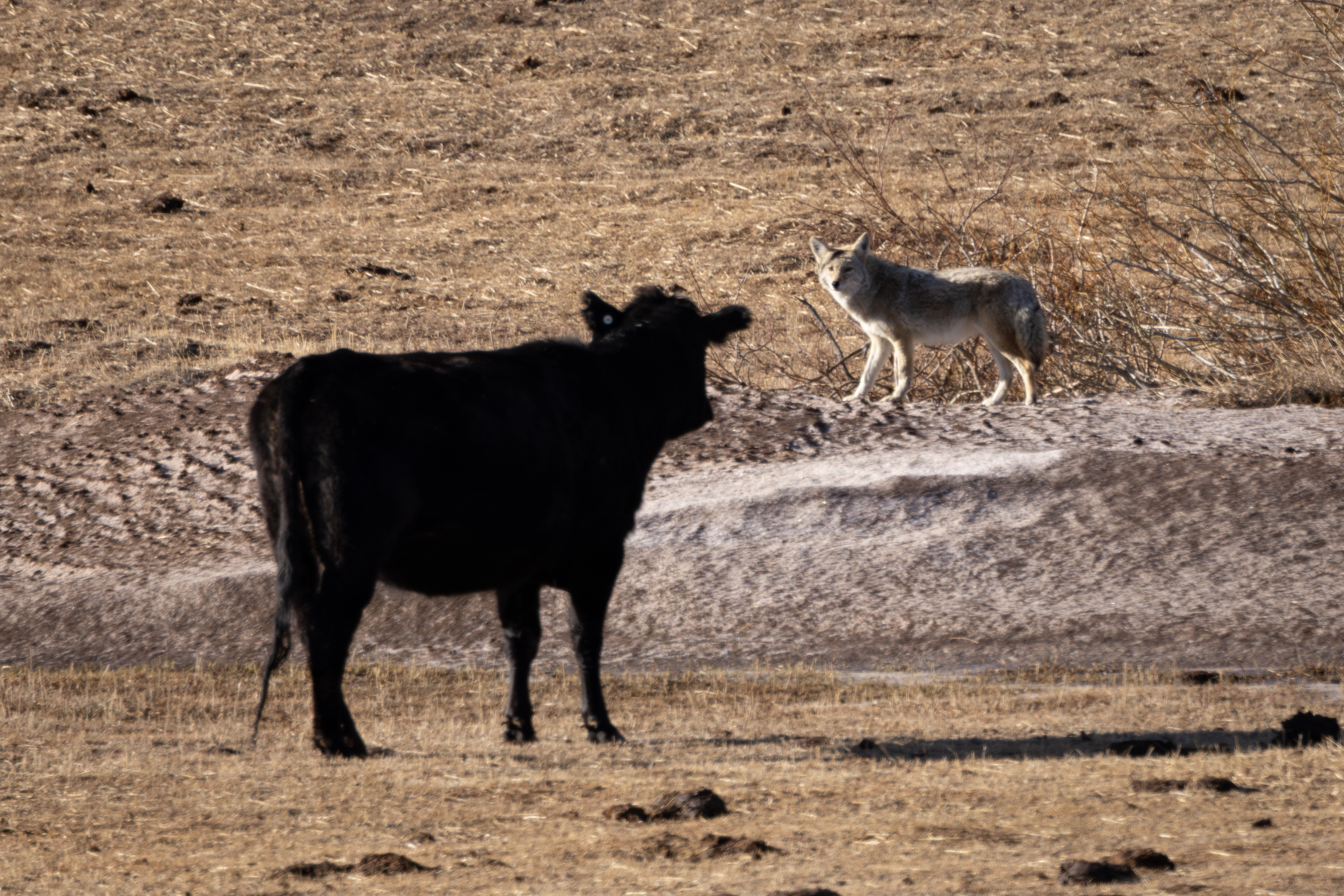 A coyote and a black Angus cow watch each other across a pasture along Highway 287.