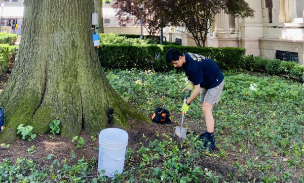 Person digging next to a tree in an urban landscape