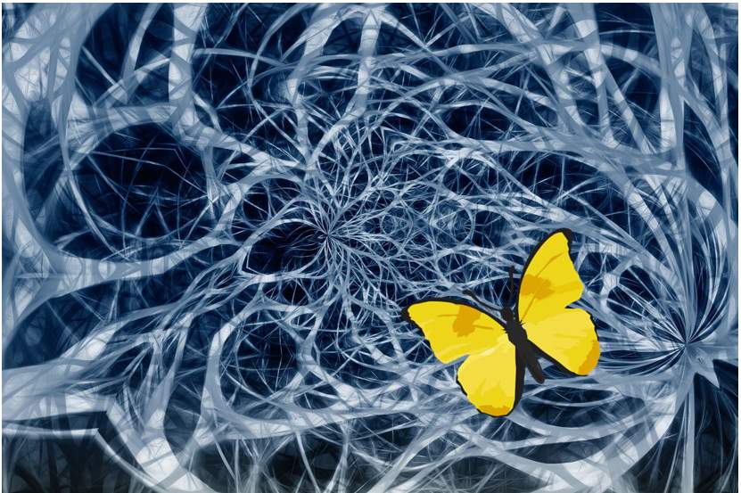 a butterfly in a web