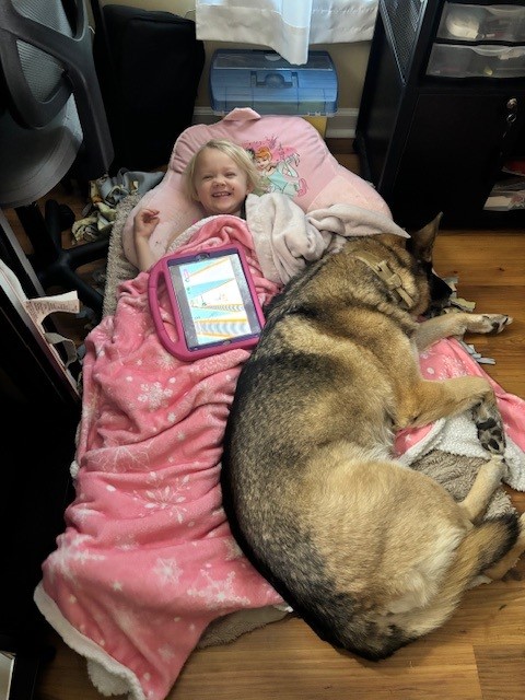 A little girl with a huge smile in a pile of blankets on the floor of an office with  a large German Shepherd.