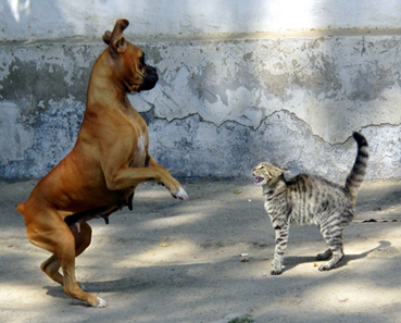 Bruno and Fluffy Dog and Cat
