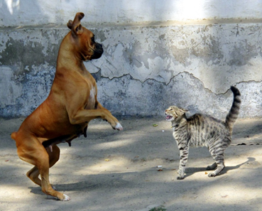 Dog and Cat