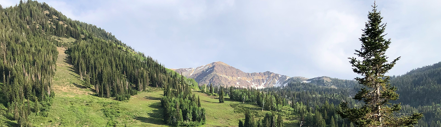 Outdoor photo of mountains and trees in Snowbird UT Free to use under the Unsplash License