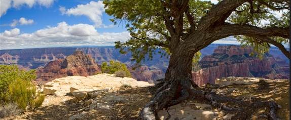 Job Opportunities Apic Chapter 088 Grand Canyon