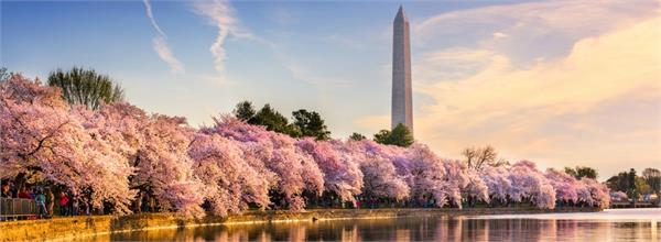 cherry trees and monument in Washington, DC