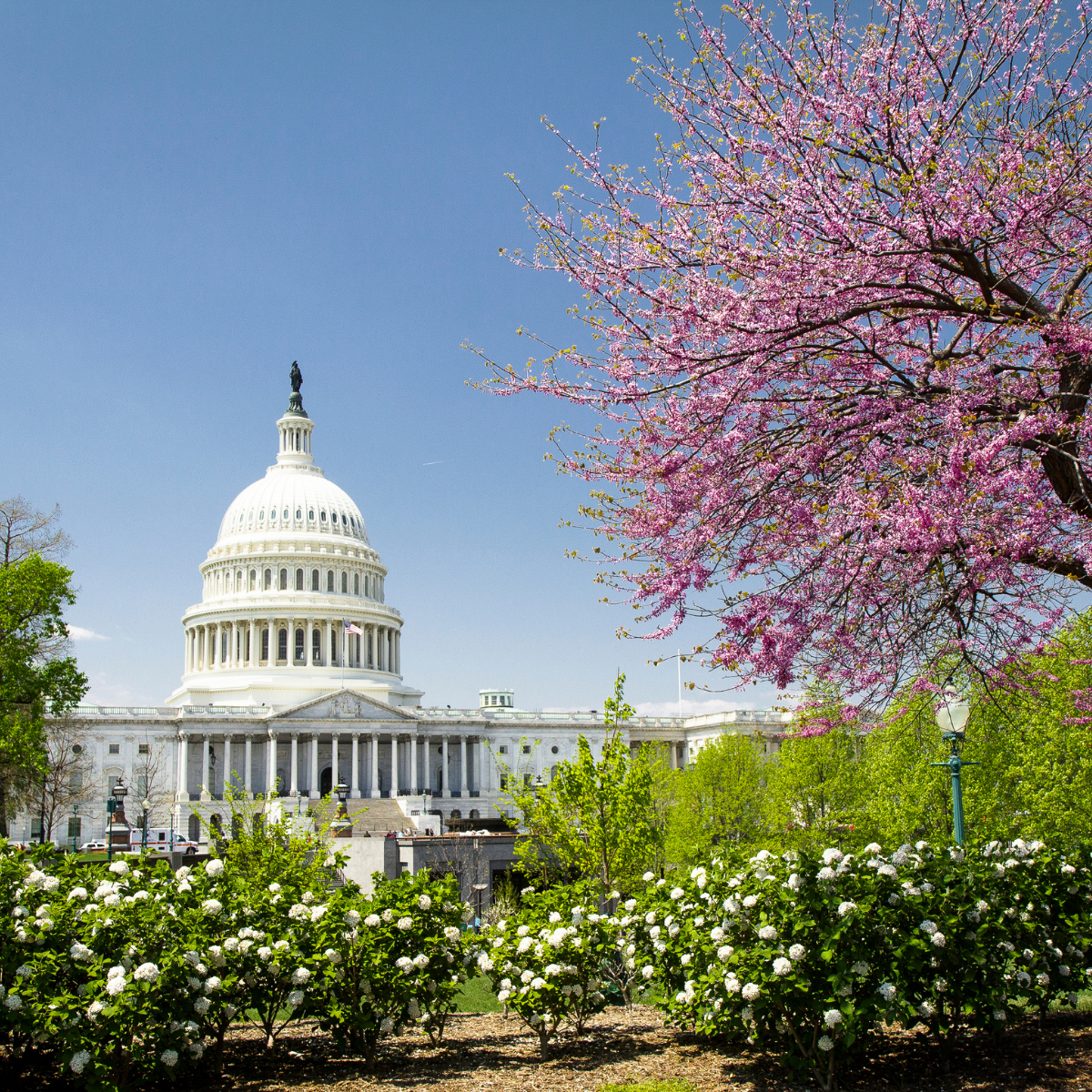 capitol building with cherry blossom tree