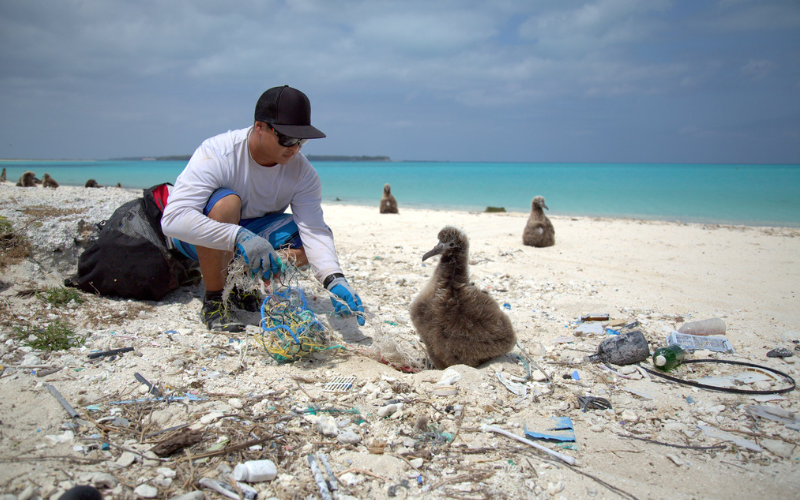 a young man kneels next to an albatross chick on the beach at Midway Atoll to pick up trash. Besides the trash, it is a beautiful beach scene