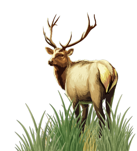 A paiting of a roosevelt elk standing in tall grass