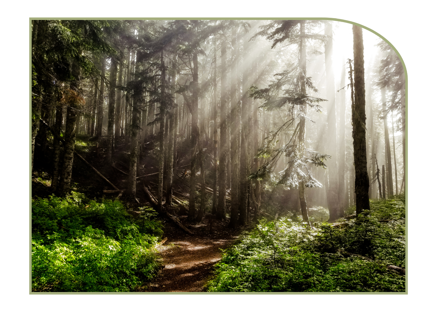 early morning sun shines through tall slender trees of a pine forest. A well-worn path lies ahead of you with short green shrubbery on either side.