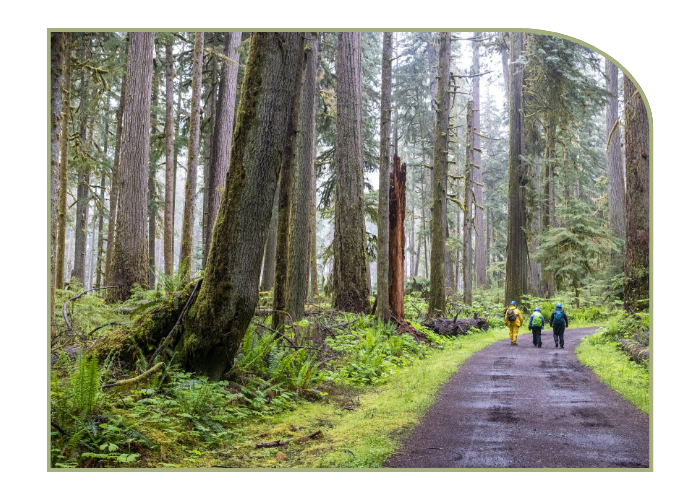 Three adults wearing backpacks, hardhats, and raingear walk away from the camera on a paved path through a lush forest in the pacific northwest
