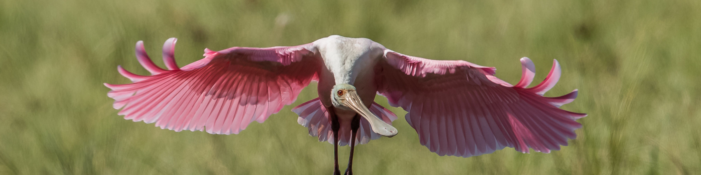 Roseate Spoonbill Landing in green grass
