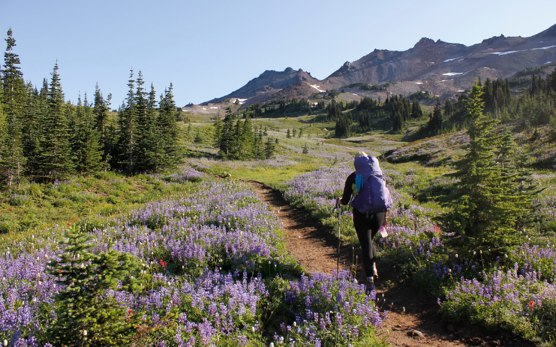Woman hiking in wildflowers