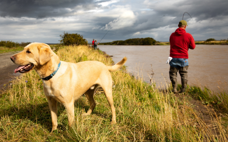 man fishing with a yellow lab in the foreground