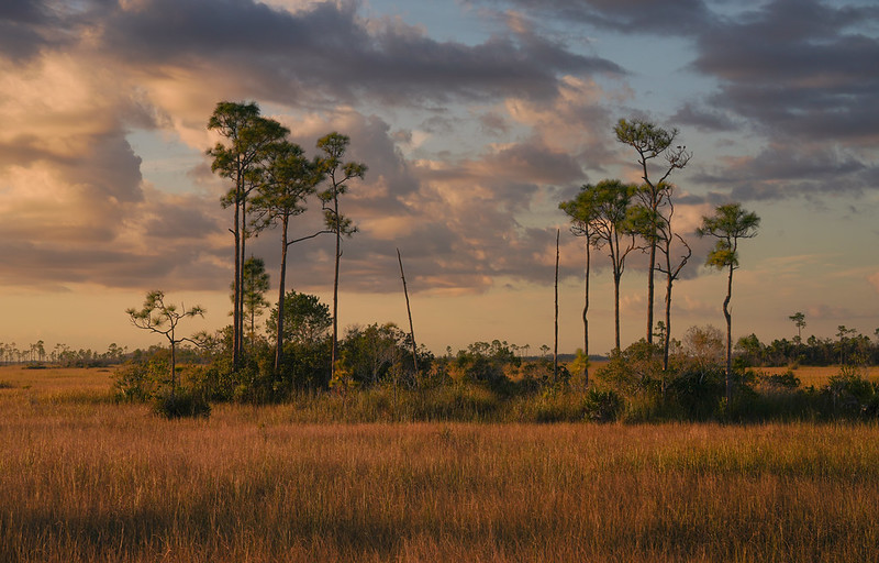 Florida Pine trees at sunset