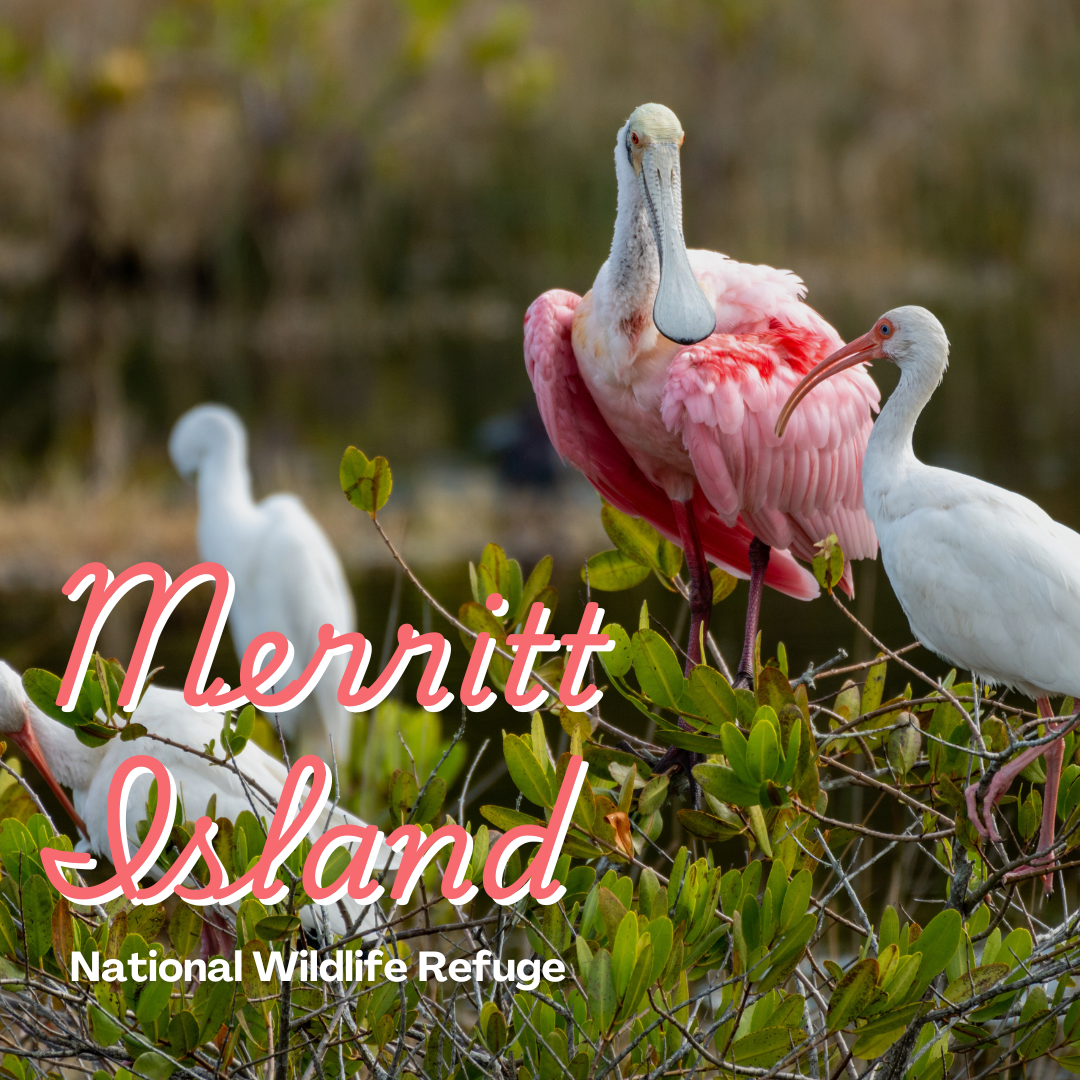 Merritt Island National Wildlife Refuge