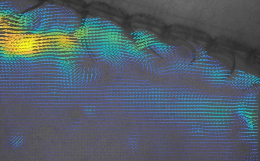 Postdoctoral Opportunity Biofluid dynamics (Penn State) SICB