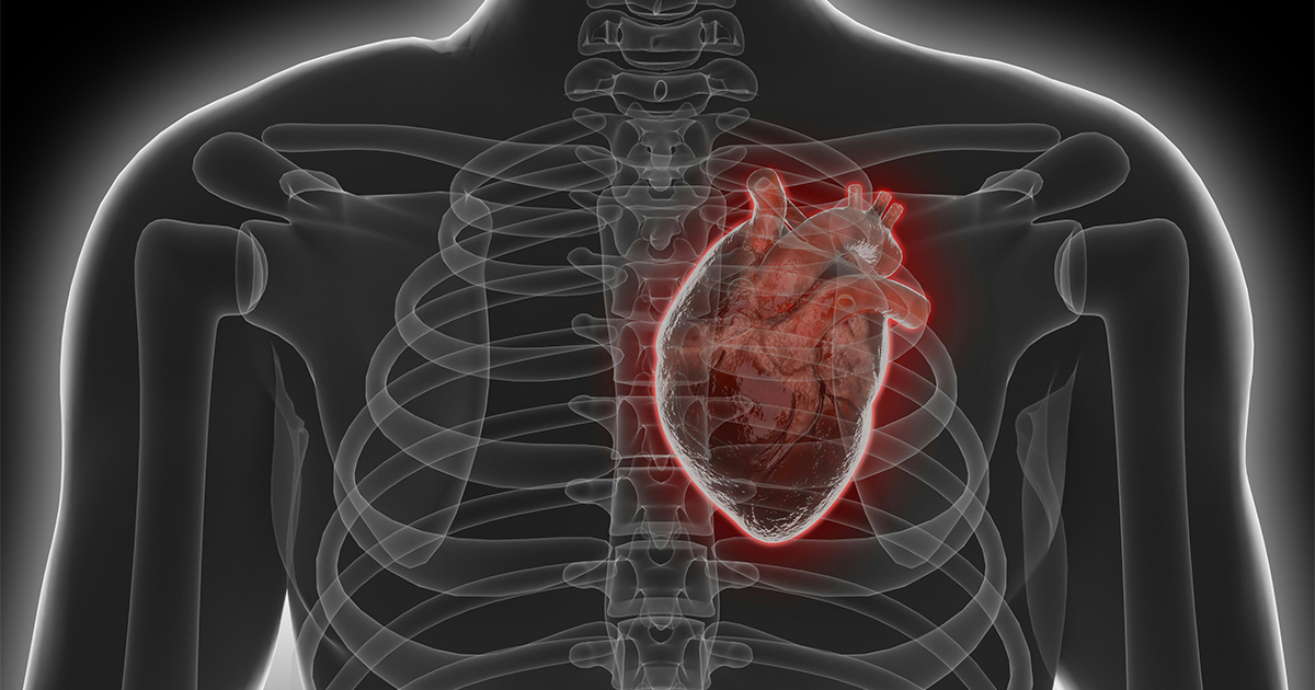 Medical illustration of a human chest highlighting the heart and cardiovascular system.