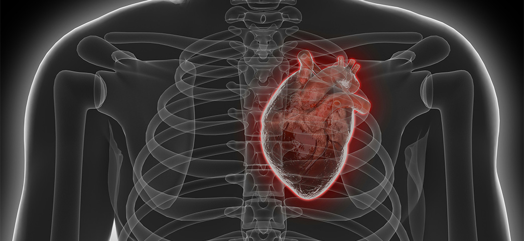 Medical illustration of a human chest highlighting the heart and cardiovascular system.