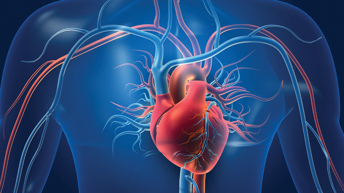 Illustration of the heart in a body.