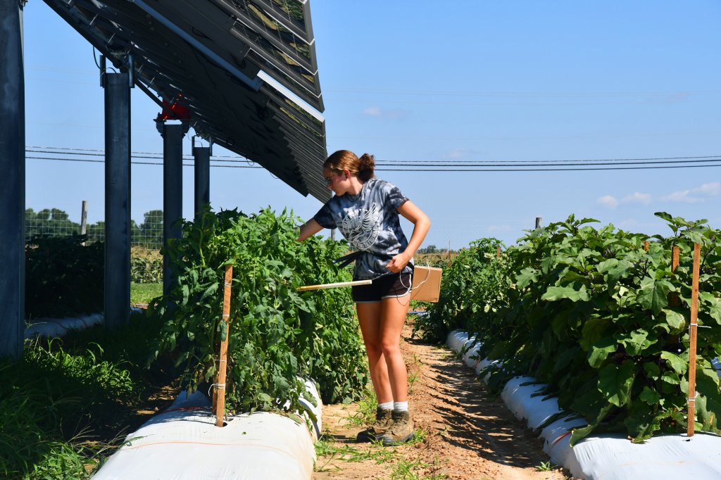 Katie stringing tomatoes under an agrivoltaic system at Rutgers’ Agricultural Research and Extension Center. Photo by Jenna Farineau.