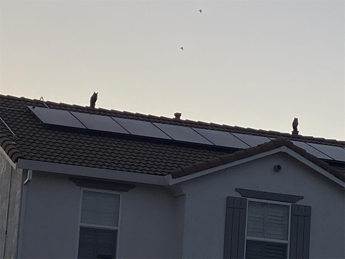 My eighter just installed solar panels. Their roof is exactly the same as mine. 