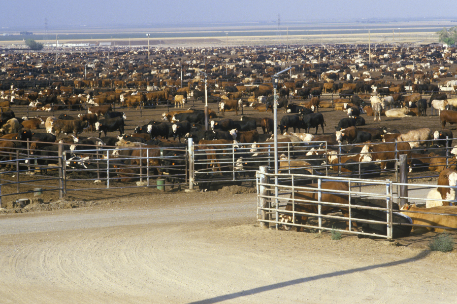 Cattle in a feedlot
