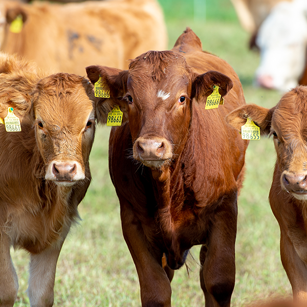 Agricultural Chattel Valuation