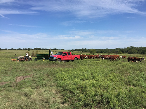 Flying R Farms