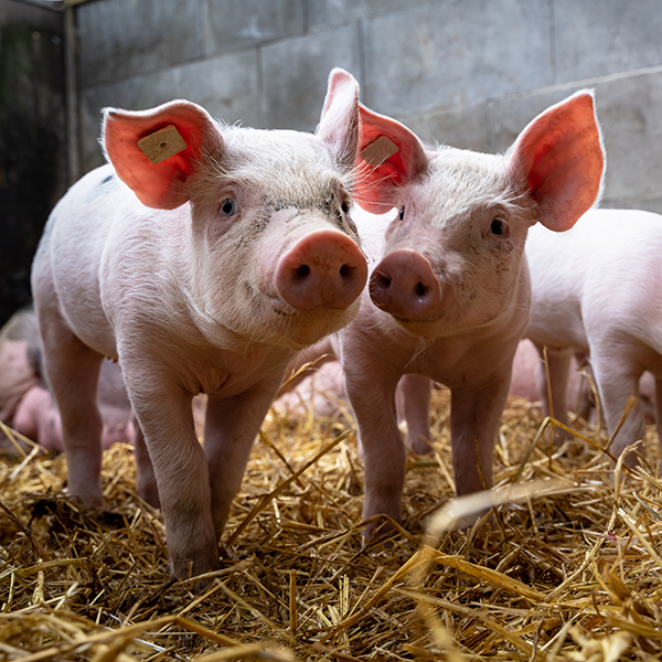 ASFMRA Livestock Valuation