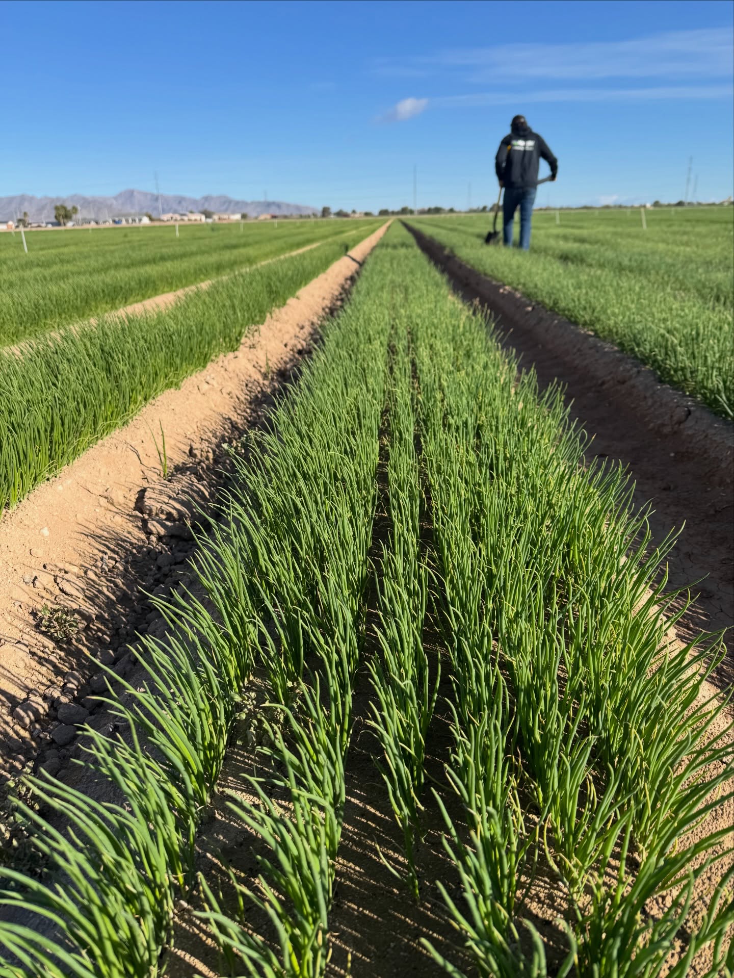 Sunbelt Onions
