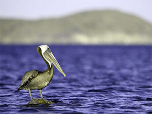 Protanopia filter on an image of a brown pelican standing by the water