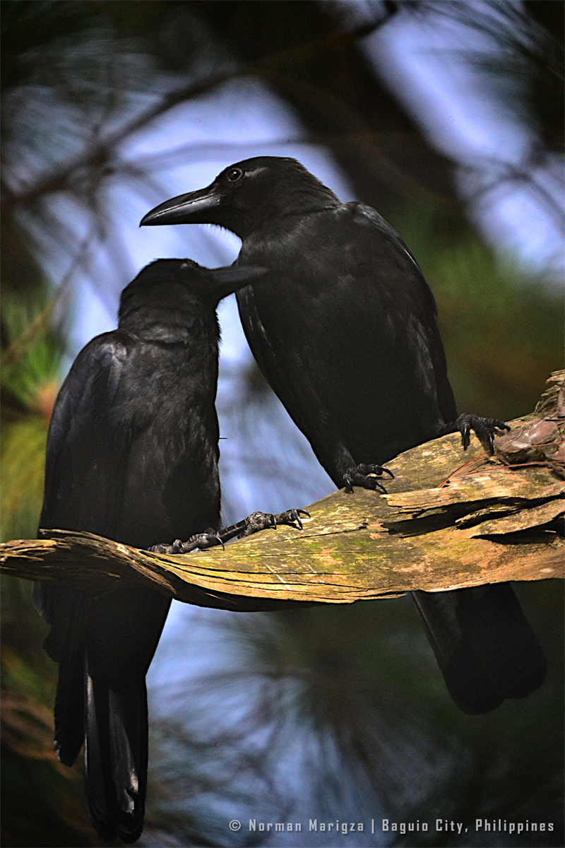Large-Billed Crow (Corvus macrorhynchos philippinus) imaged with a Nikon D3100 at prime focus on a Celestron C90 (tripod assisted)