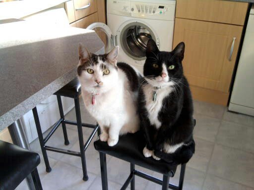 Lucy &amp; Levi on a stool.jpg