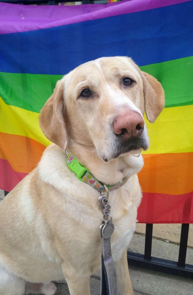 Finnegan the dog in front of Pride flag