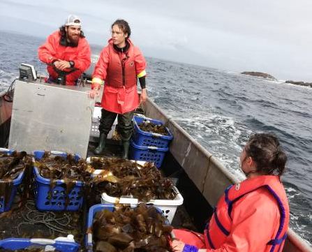 Fishers collecting seaweed in a boat.