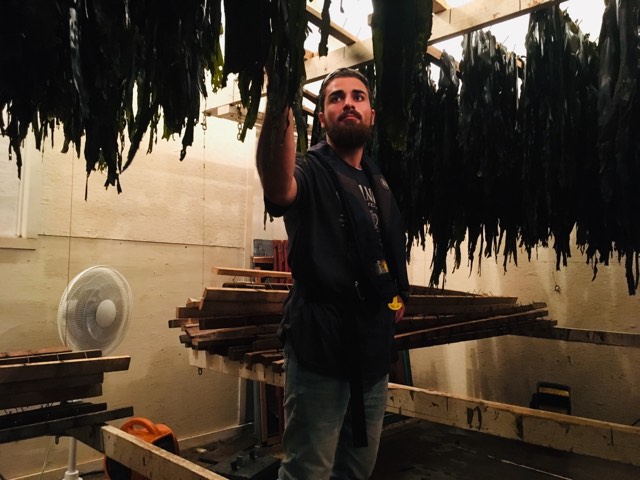 Hajibeigy inspecting seaweed hanging
