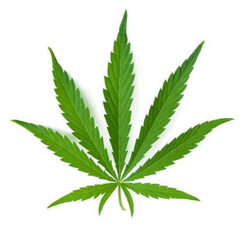 Pot_leaf.jpg
