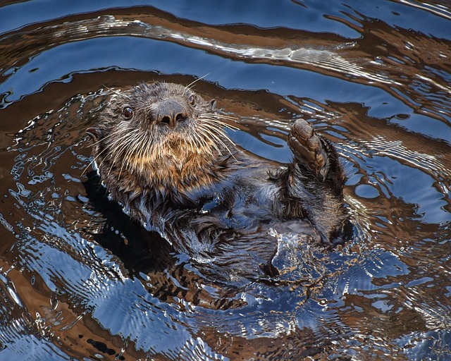 They use loose skin under their forearms to stash their favorite rocks: tools they use to crack open clams and sea urchins. By eating lots of urchins, sea otters help keep kelp forests healthy, which in turn support hundreds of other species