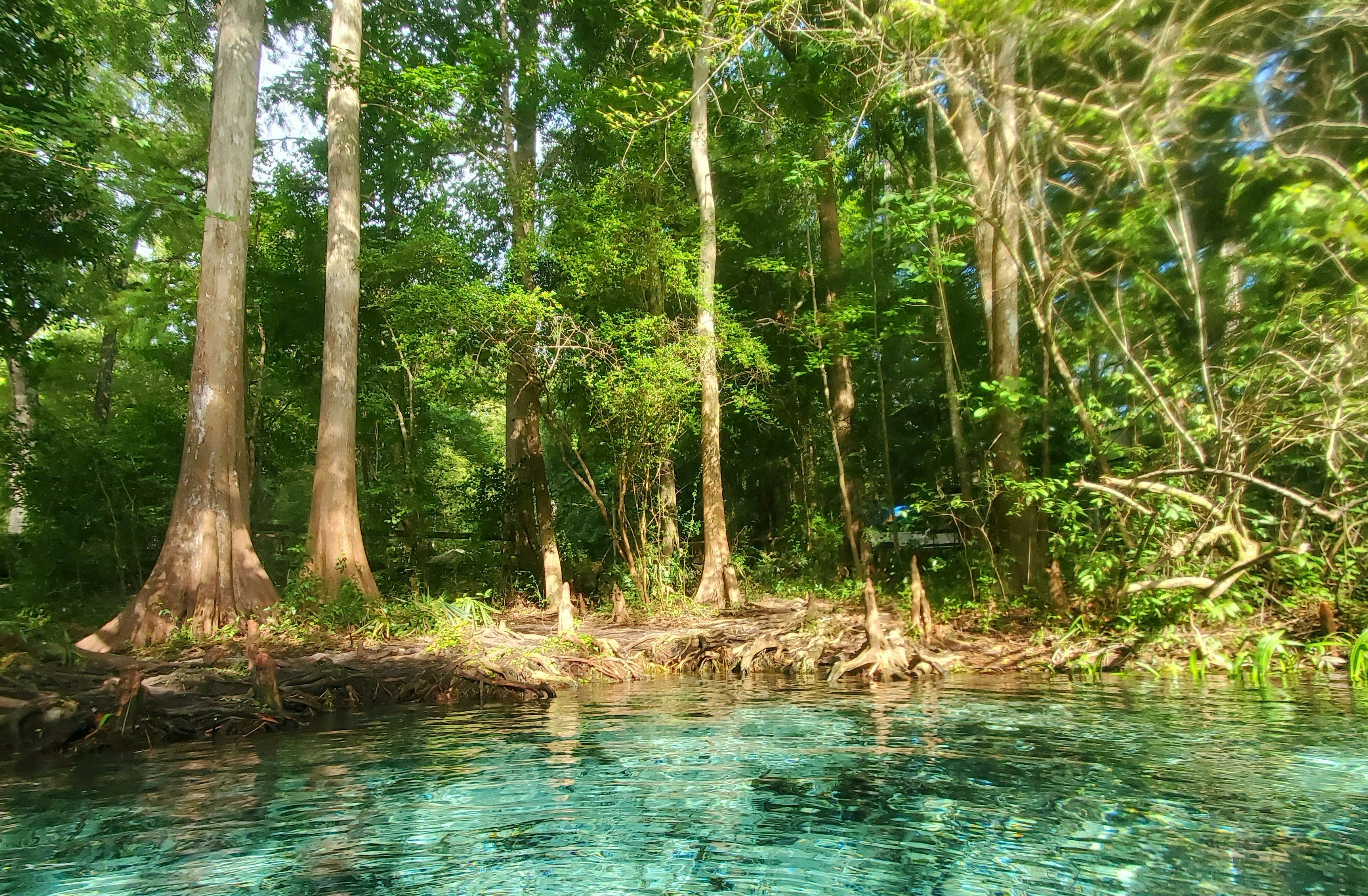 Trees along turquois water