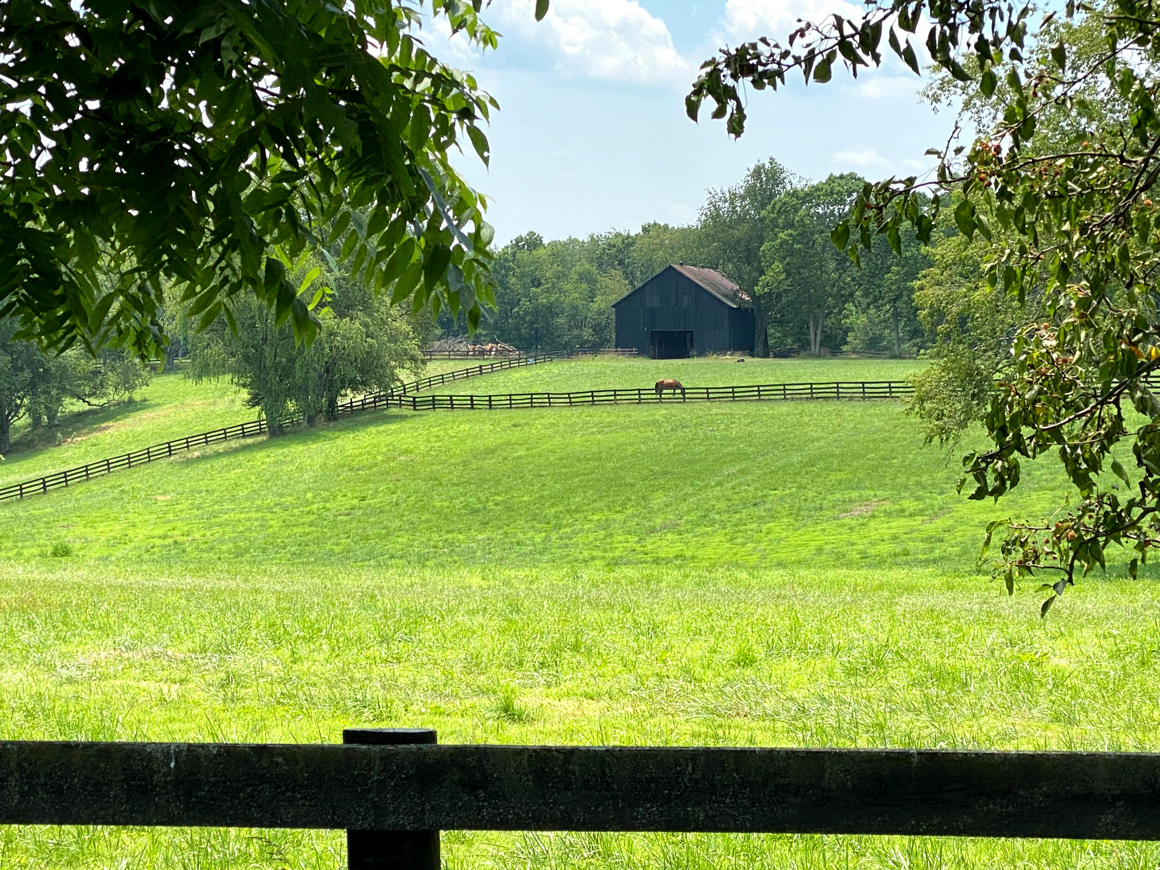 Field with horse and trees