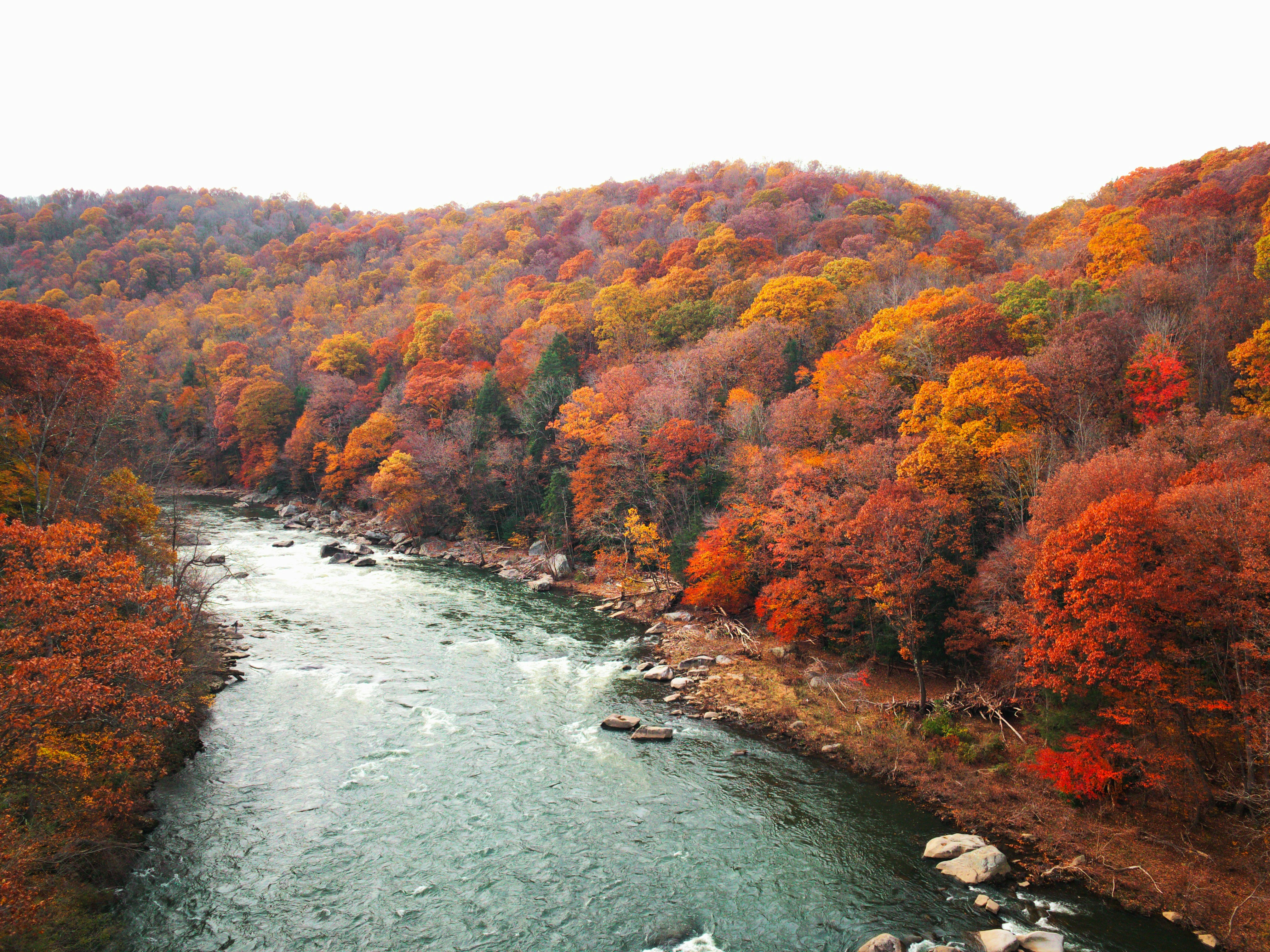 Trees in fall color with river