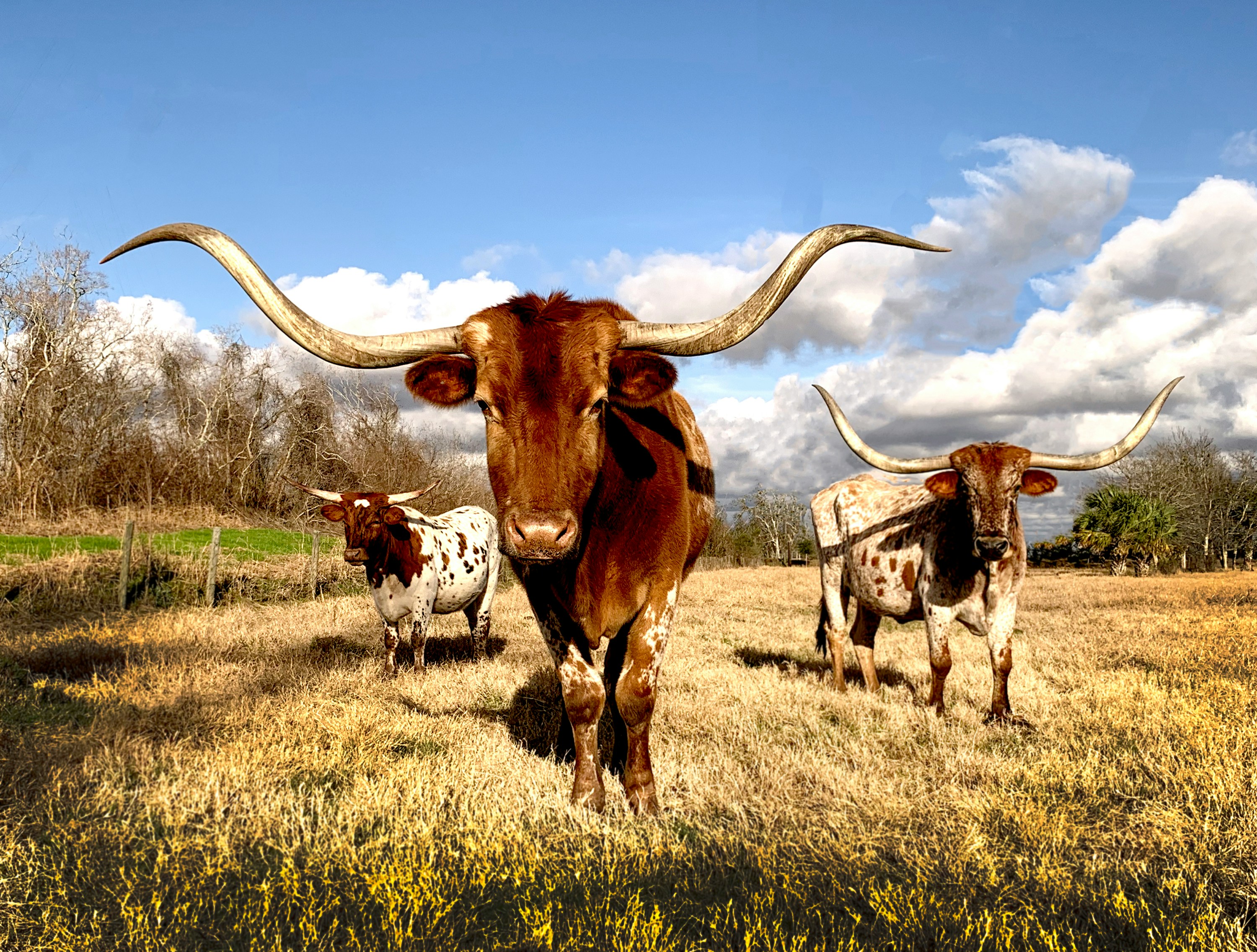 Longhorn cattle 