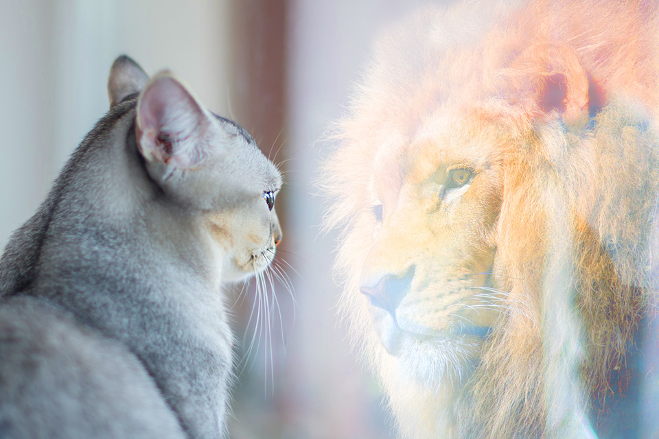 Cat sees reflection as a lion