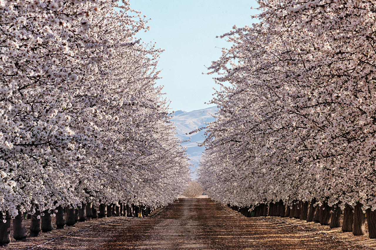 Westland Water District photo of an orchard