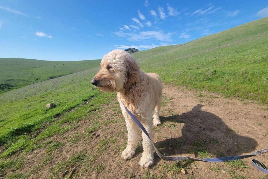 Fluffy brown dog on leash walking on trail with mountain and sky in background